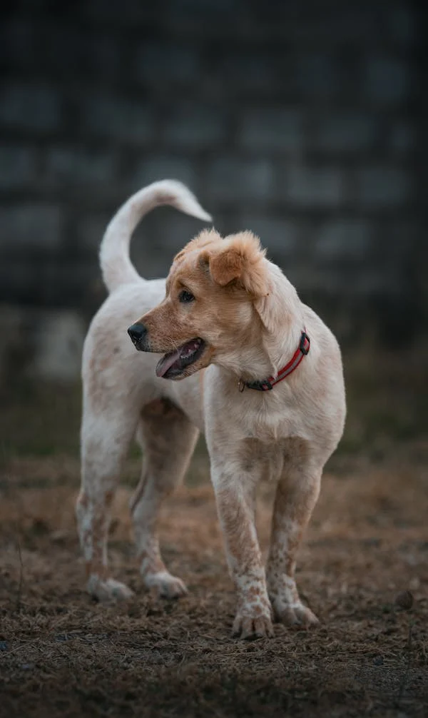 كتاب خطة مستقبلية